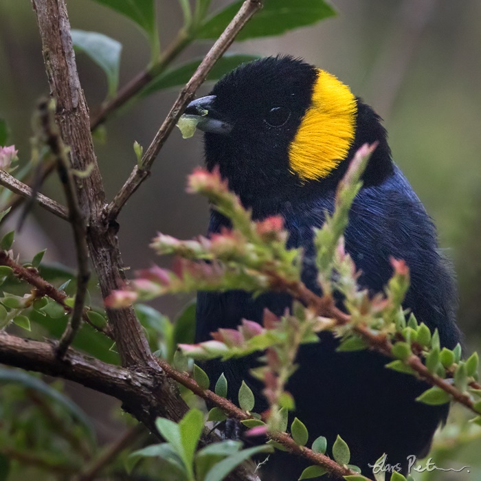 Yellow-scarfed Tanager
