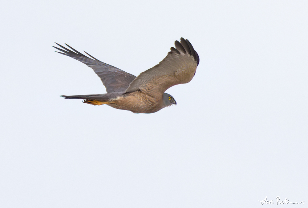 Brown Goshawk