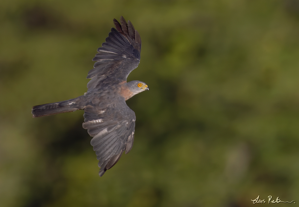 Brown Goshawk