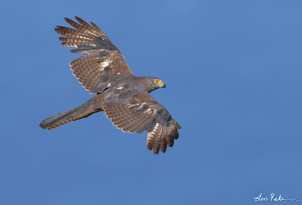 Brown Goshawk