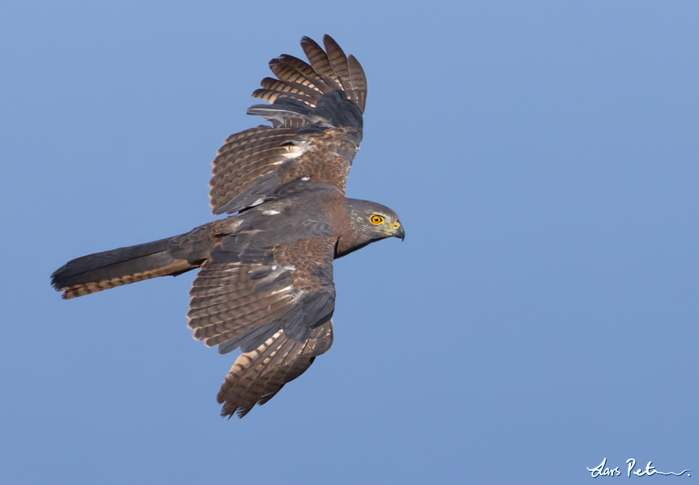 Brown Goshawk