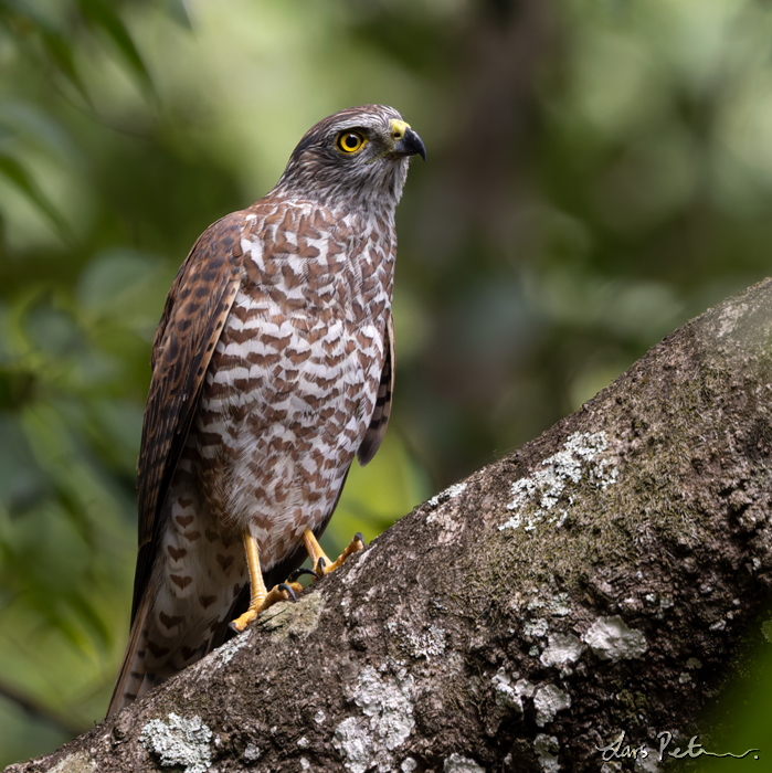 Brown Goshawk