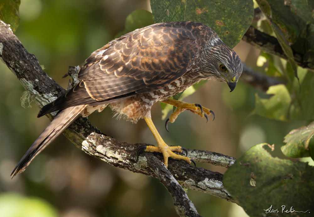 Brown Goshawk