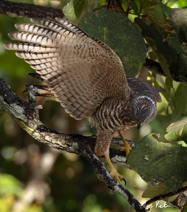 Brown Goshawk