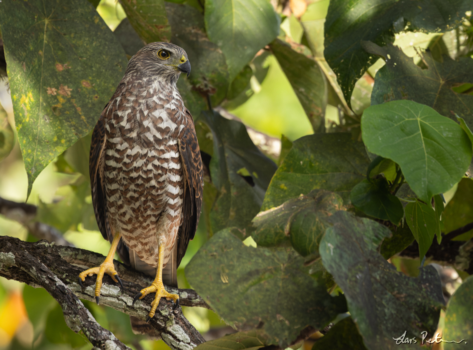 Brown Goshawk