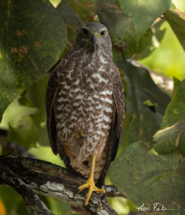 Brown Goshawk