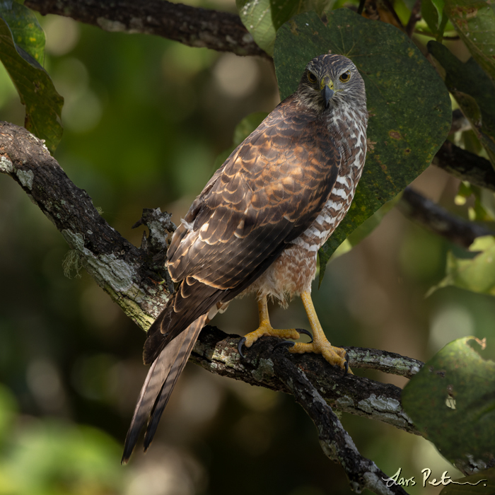 Brown Goshawk