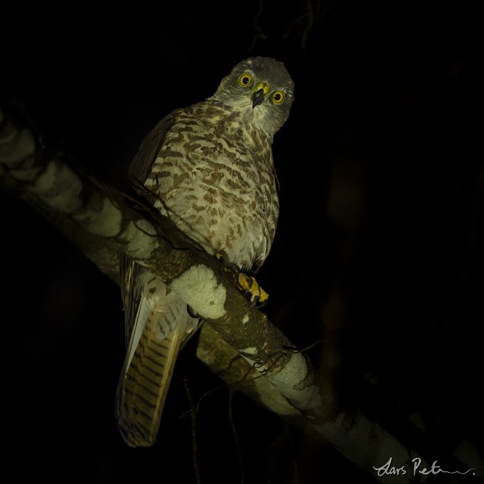 Brown Goshawk