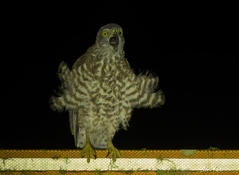 Christmas Goshawk