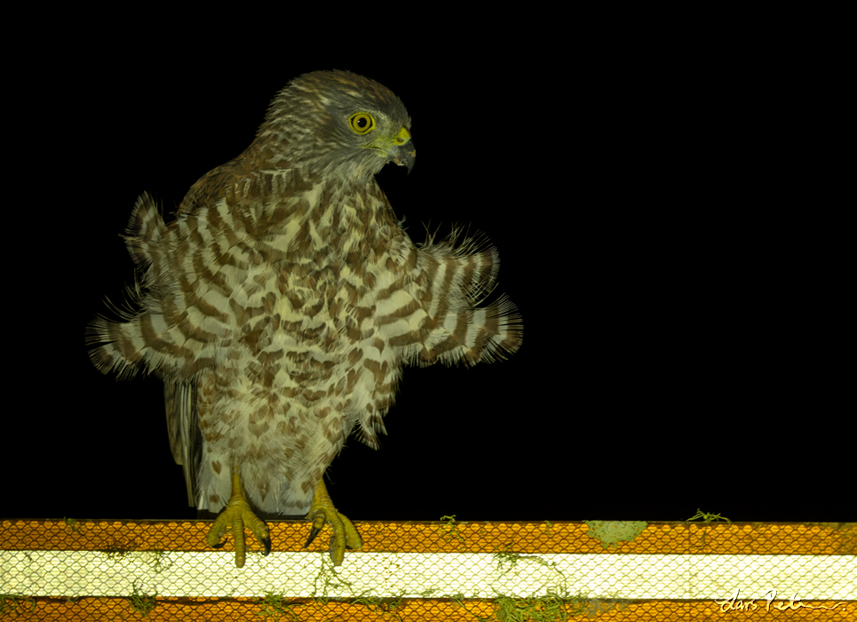 Christmas Goshawk