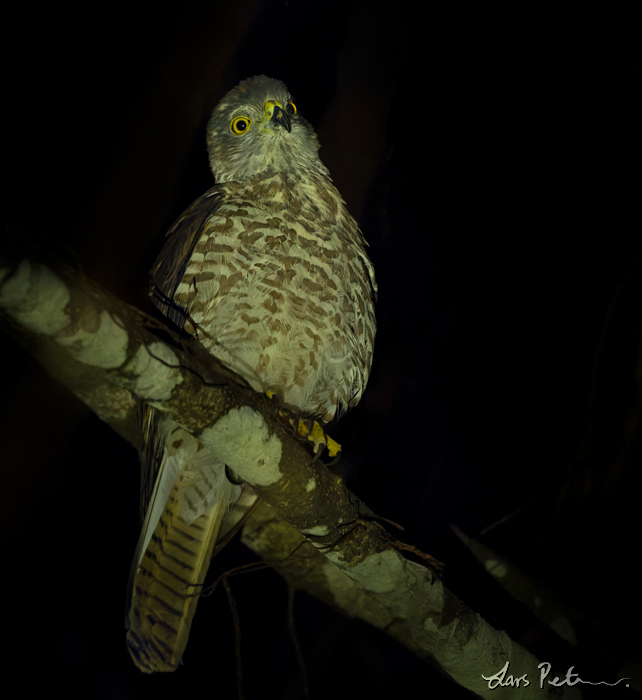 Brown Goshawk