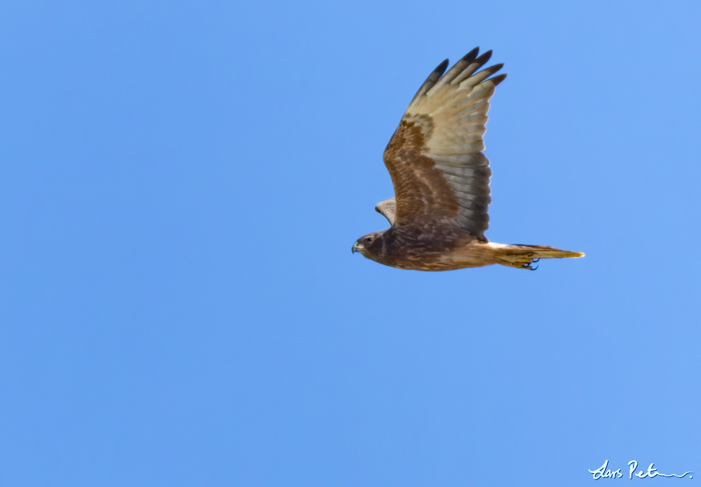 Swamp Harrier