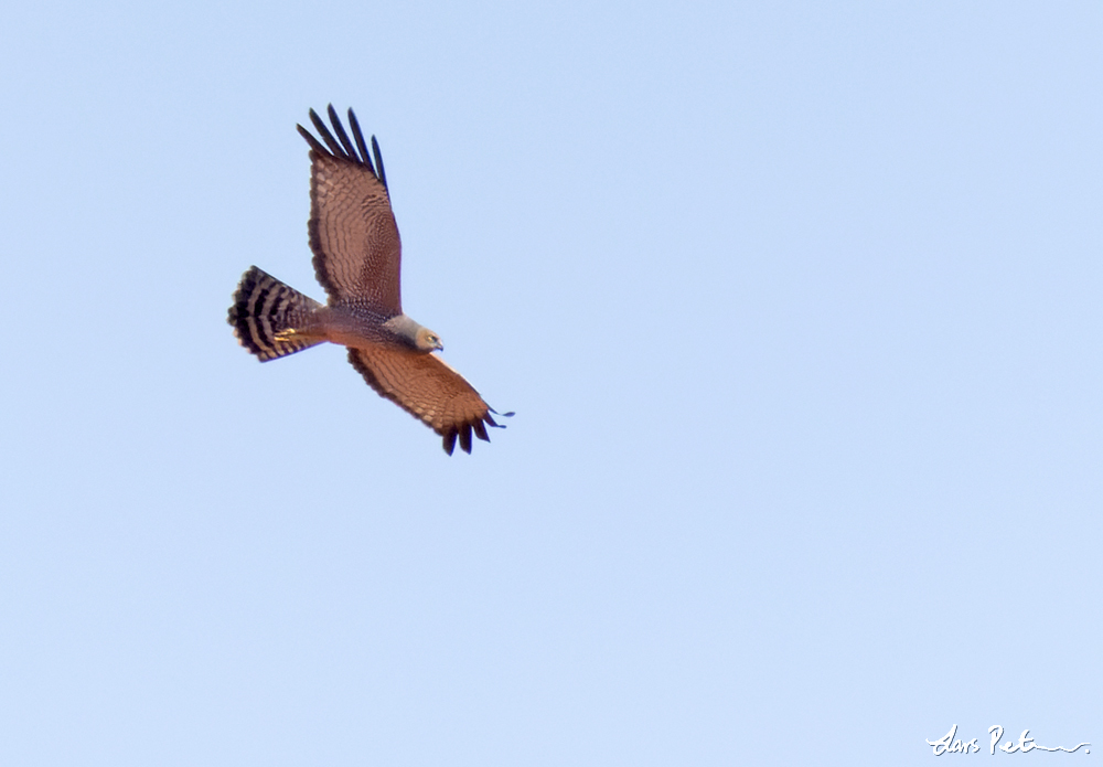 Spotted Harrier