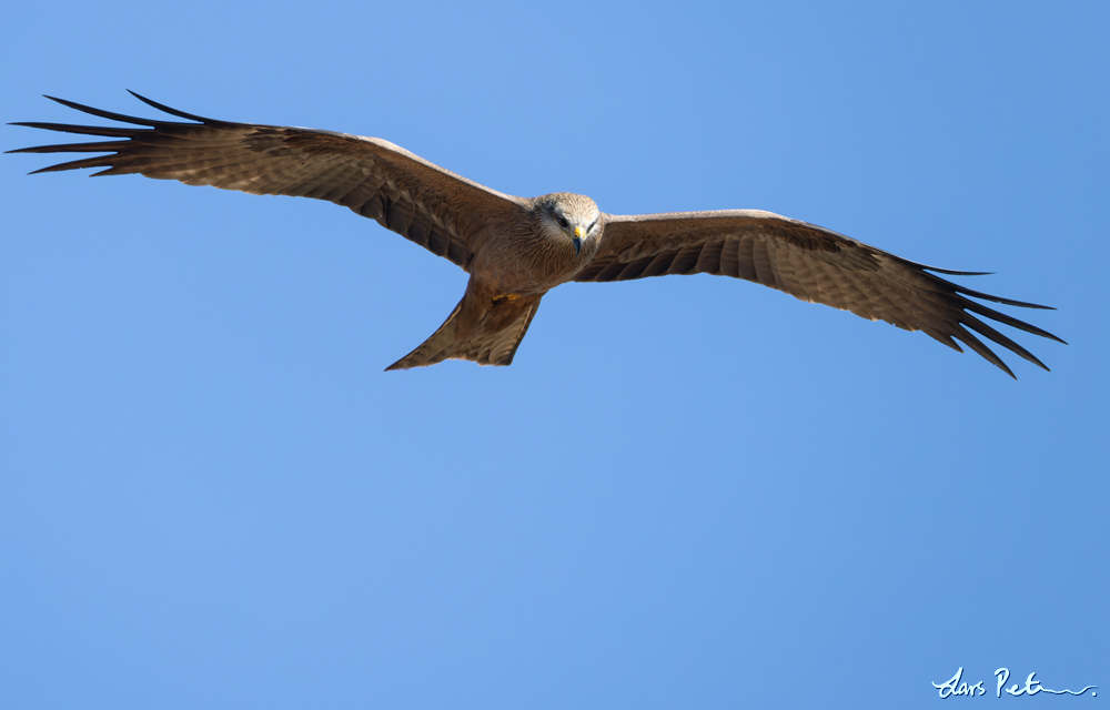 Black Kite