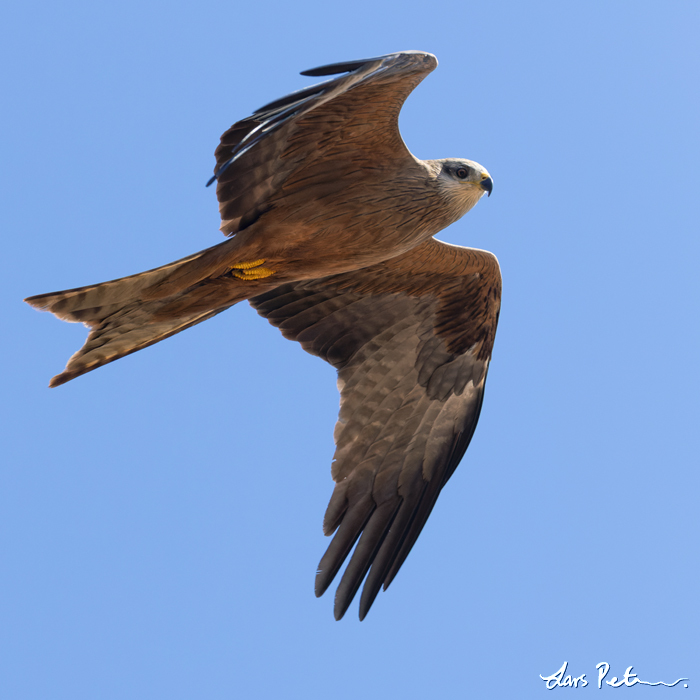 Black Kite