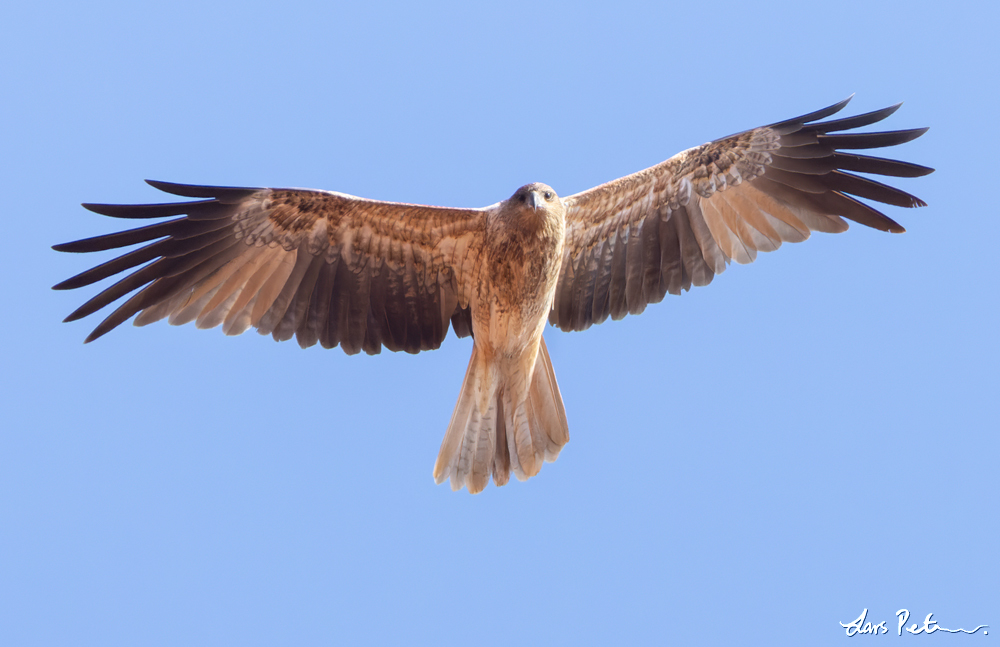 Whistling Kite