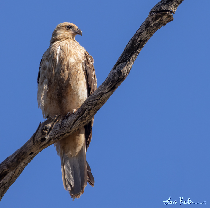 Whistling Kite