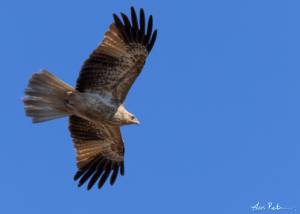 Whistling Kite