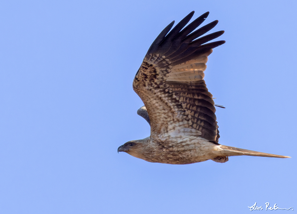 Whistling Kite