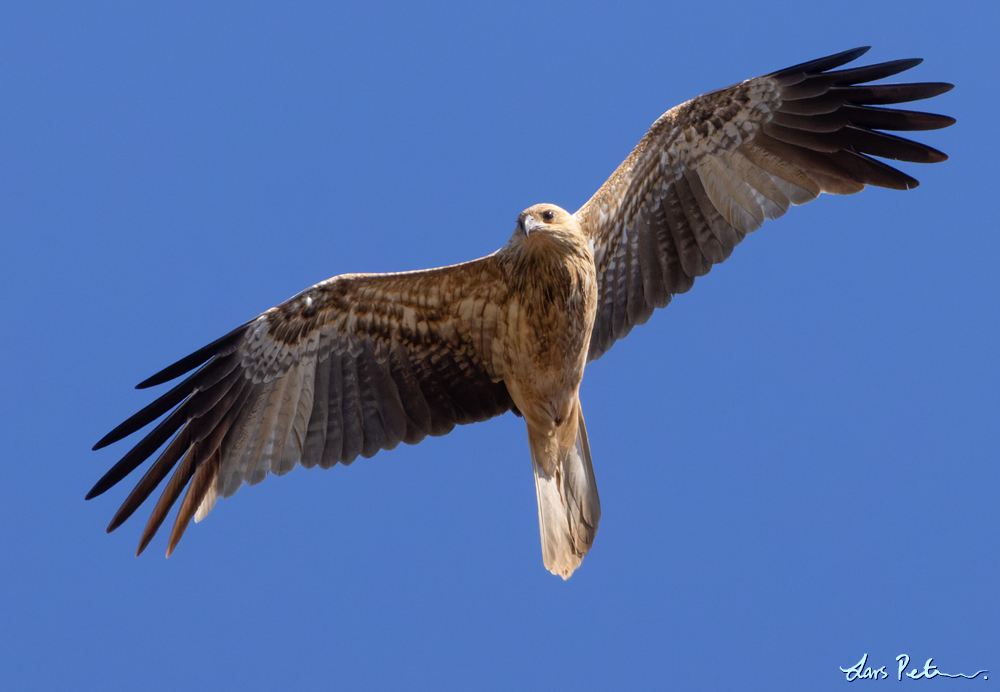 Whistling Kite