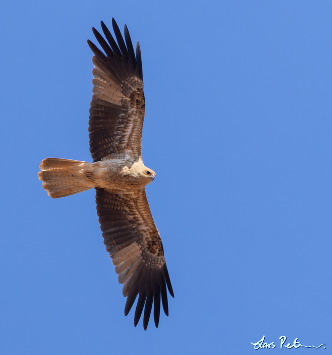 Whistling Kite