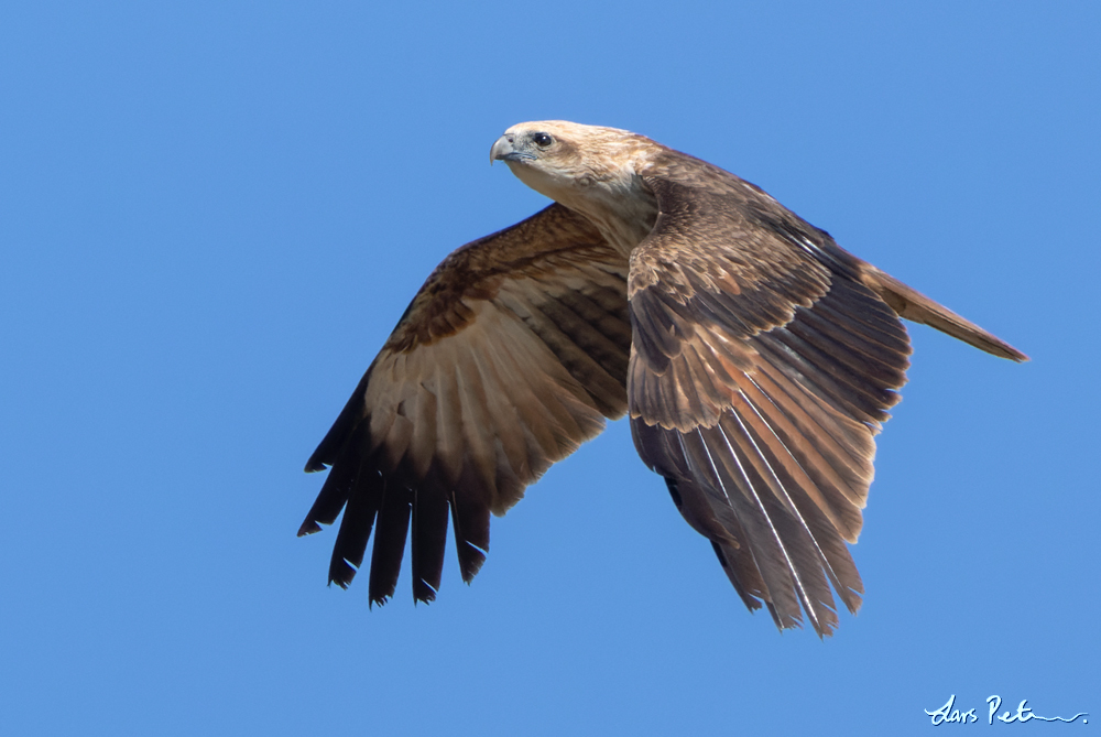 Brahminy Kite