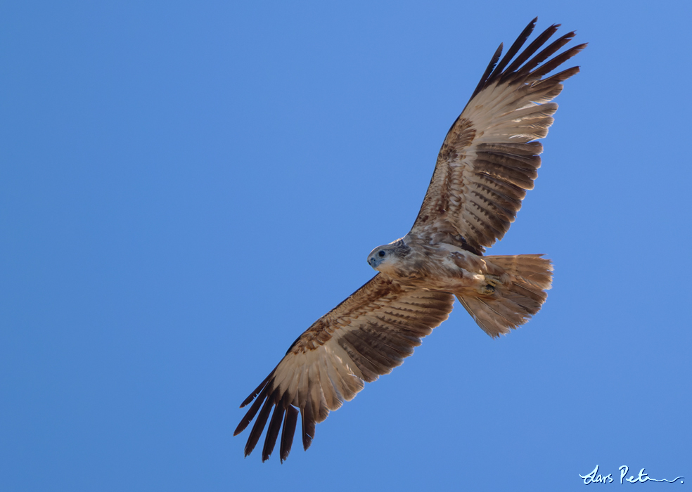 Brahminy Kite