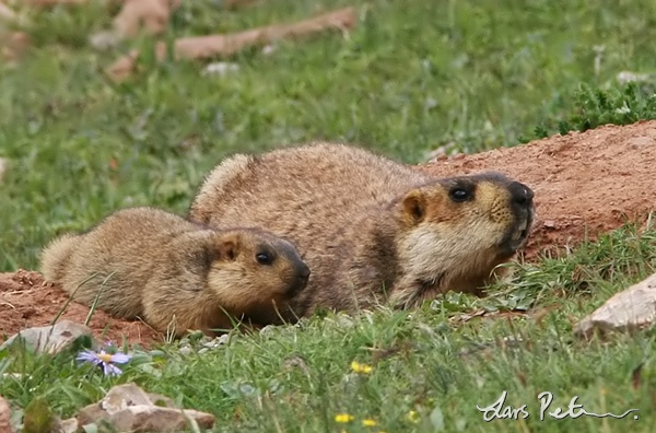 Himalayan marmots: Gold-diggers on the plateau - CGTN