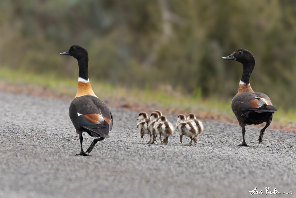 Australian Shelduck