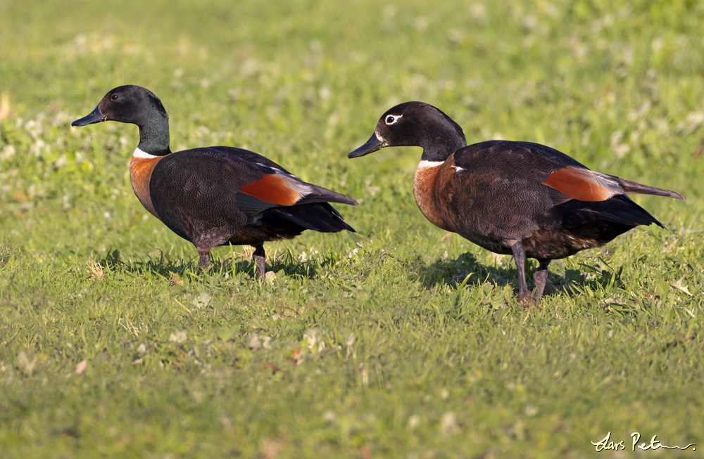 Australian Shelduck