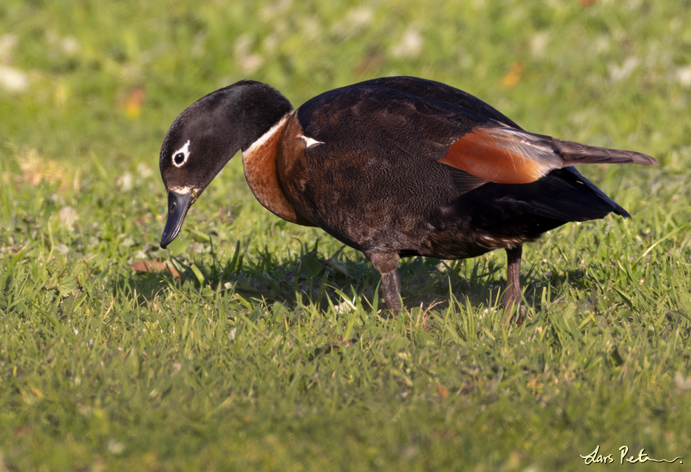 Australian Shelduck