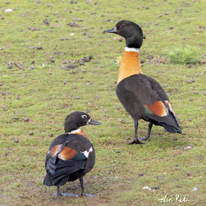 Australian Shelduck