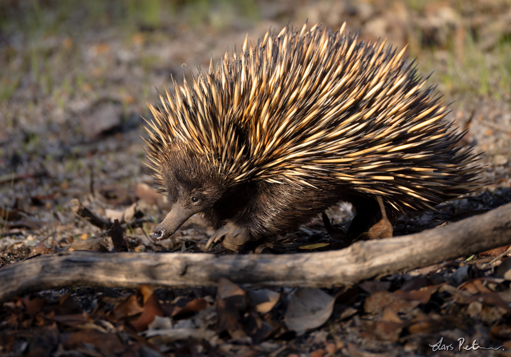 Short-beaked Echidna