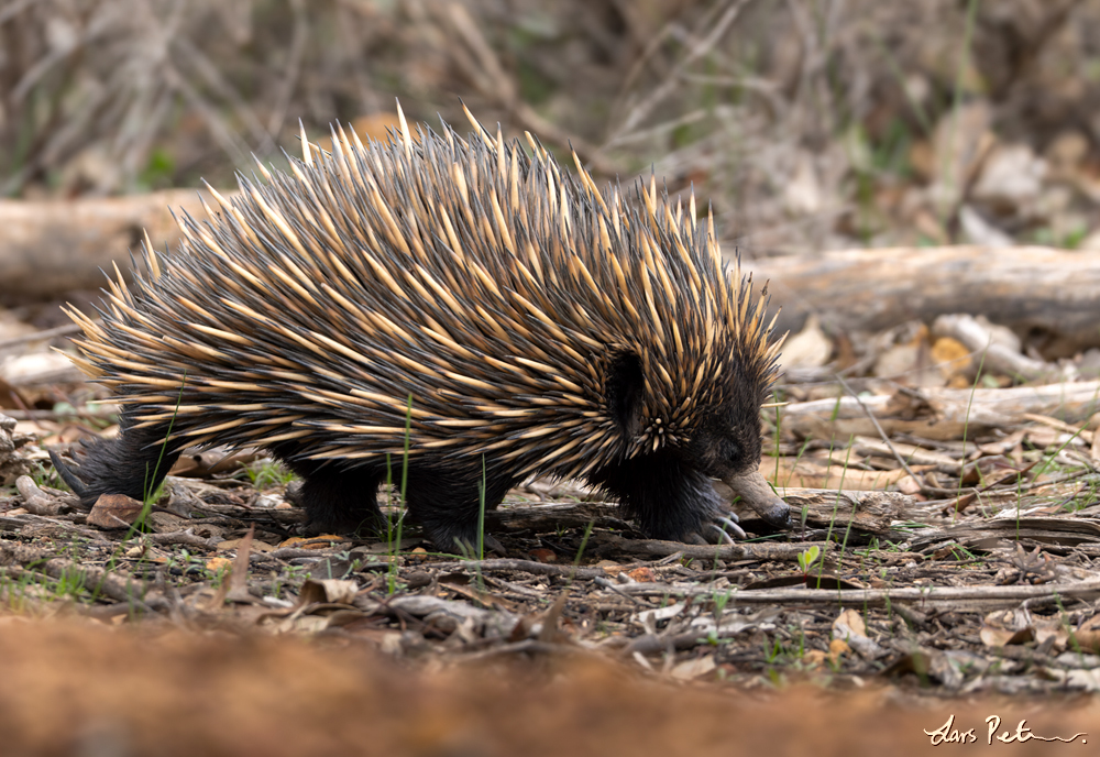 Short-beaked Echidna