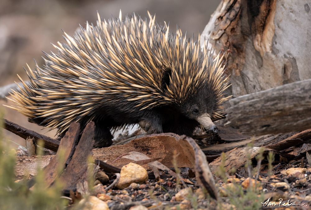 Short-beaked Echidna