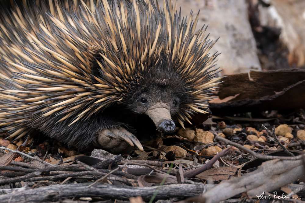 Short-beaked Echidna