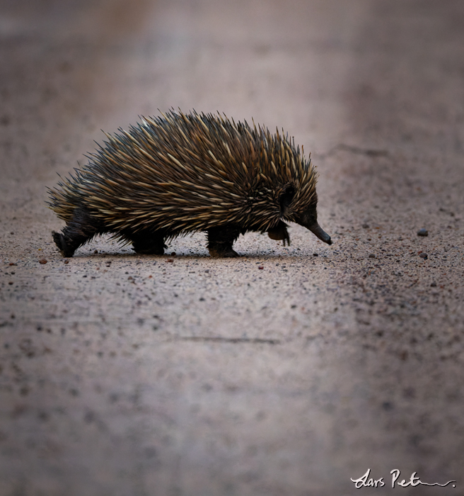 Short-beaked Echidna