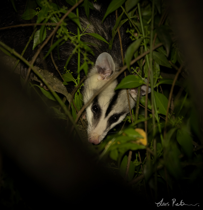 Andean White-eared Opossum
