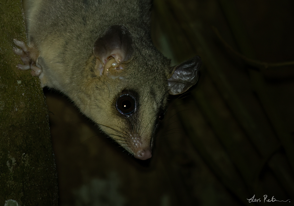 Tate's Woolly Mouse Opossum
