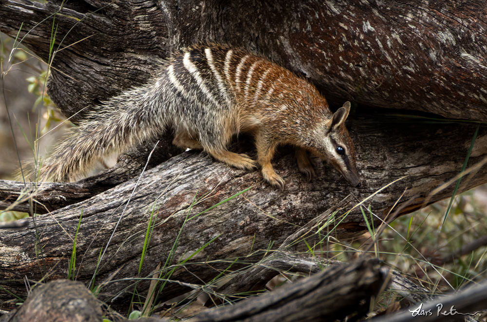 Numbat