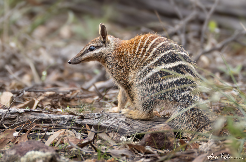 Numbat