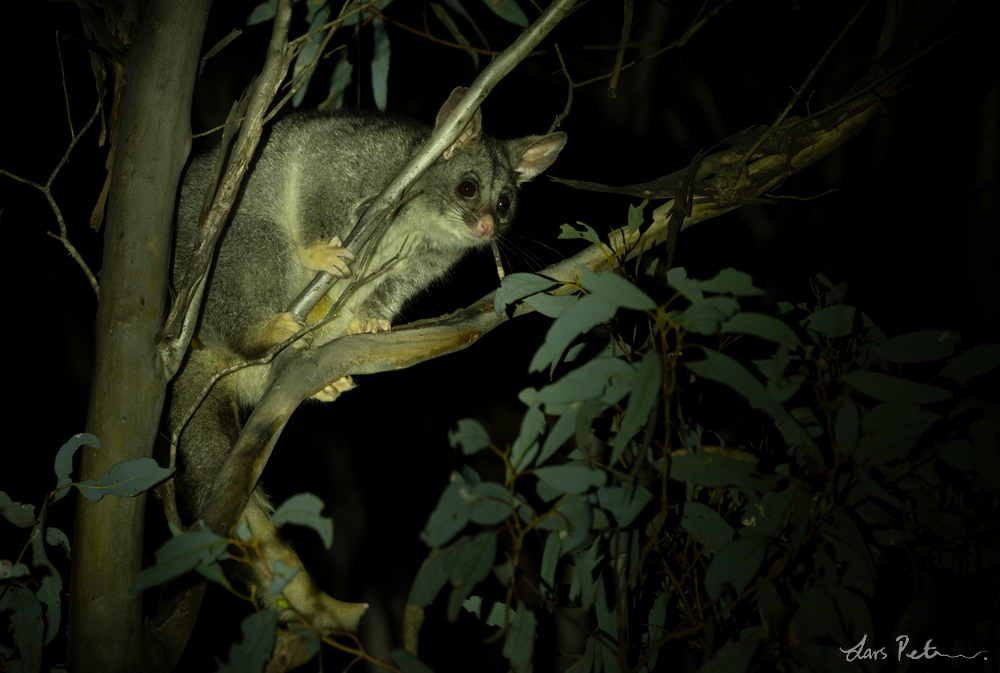 Common Brushtail Possum