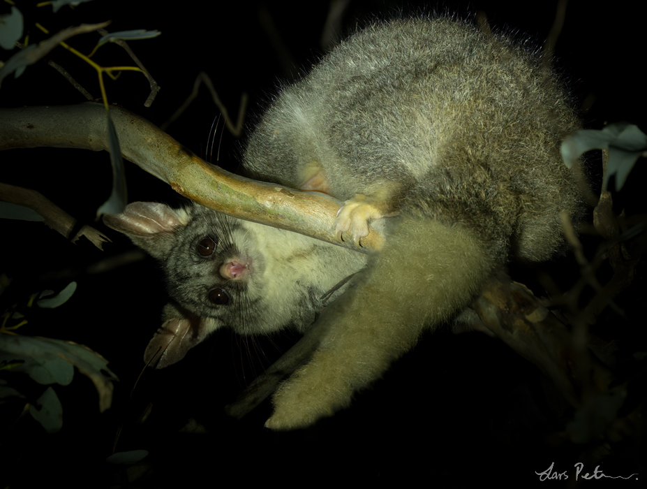 Common Brushtail Possum