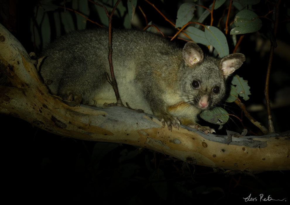 Common Brushtail Possum