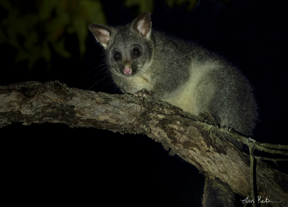 Common Brushtail Possum