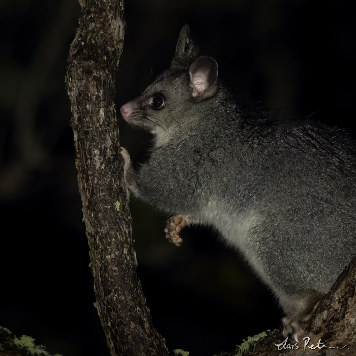 Common Brushtail Possum