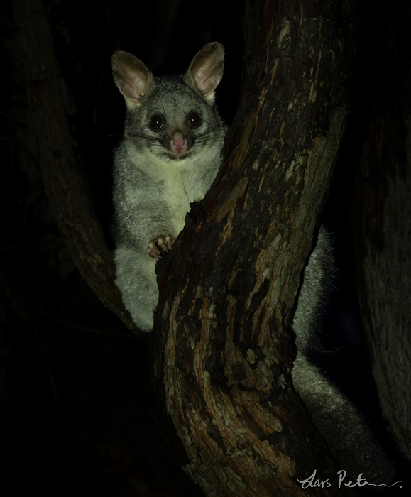 Common Brushtail Possum