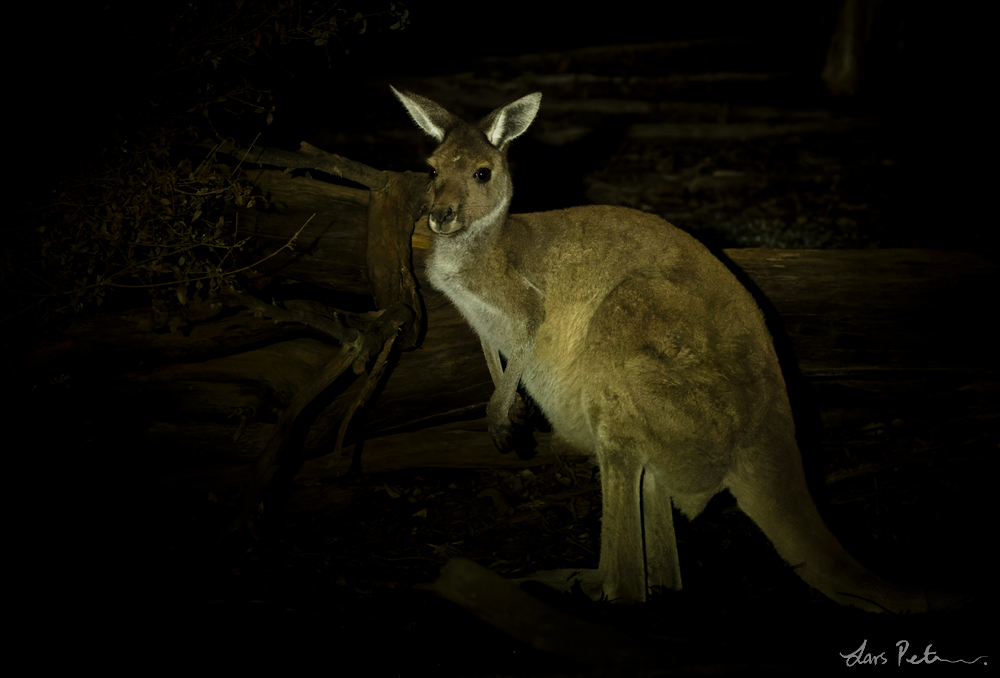 Western Grey Kangaroo