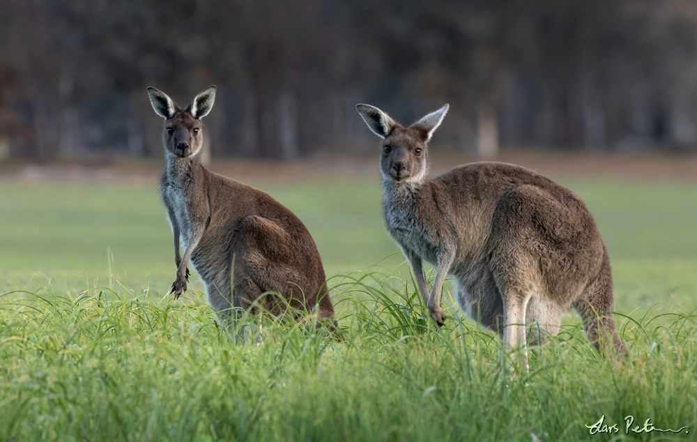 Western Grey Kangaroo