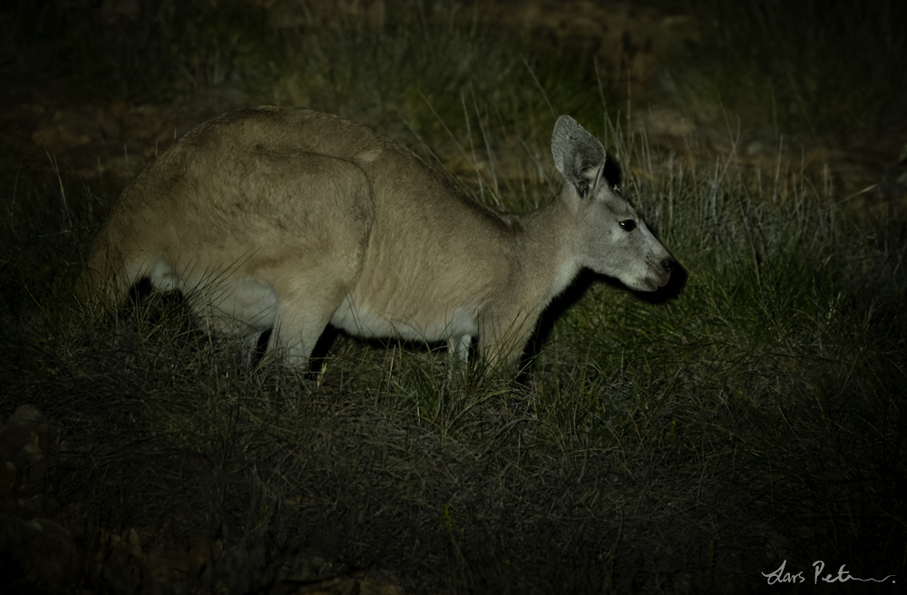 Common Wallaroo